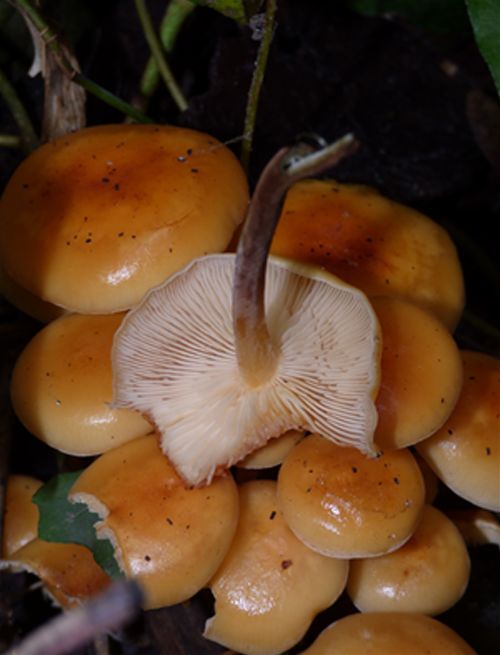 The gills and velvety stem of this fungus as seen on ash in Pitsea, Essex